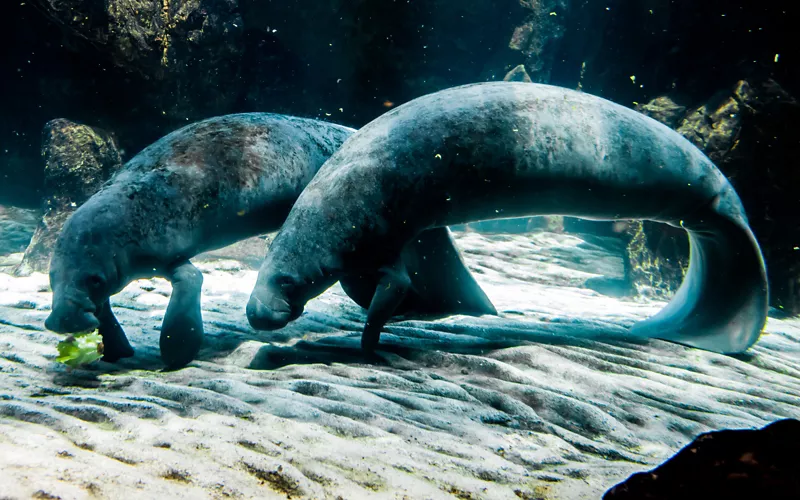 Acuario de Génova una inmersión donde el agua es más azul