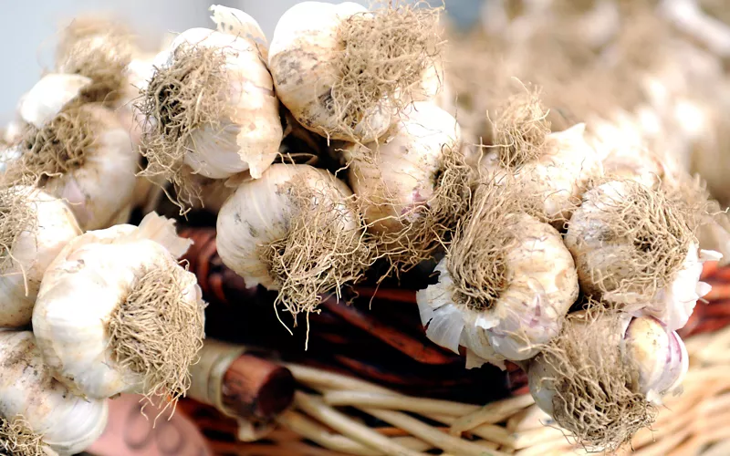 red garlic from sulmona