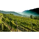 Die Alta Langa: Land des Geschmacks und unberührter Landschaften