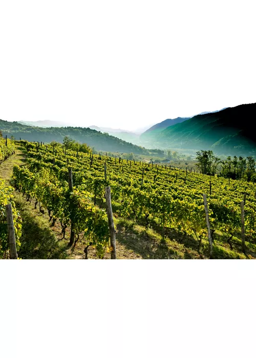 L'Alta Langa : un territoire de saveurs et de paysages inédits