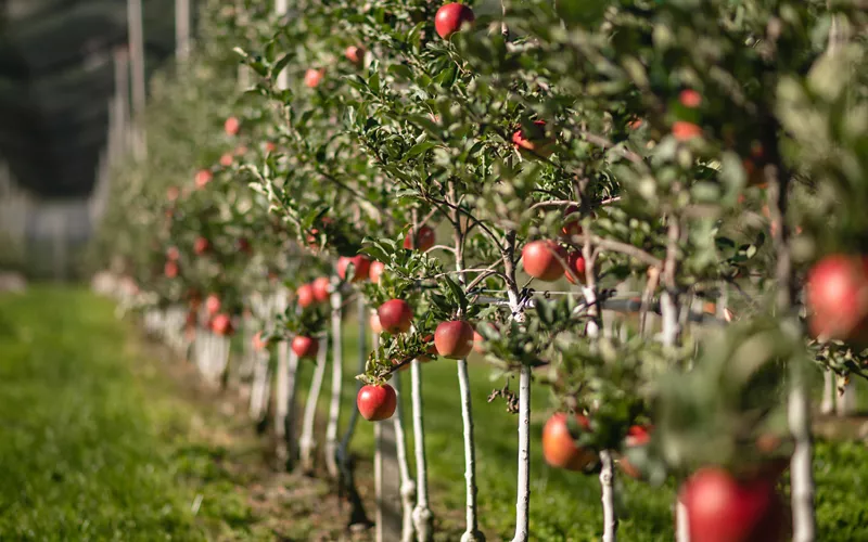 sustainable resources in south tyrol