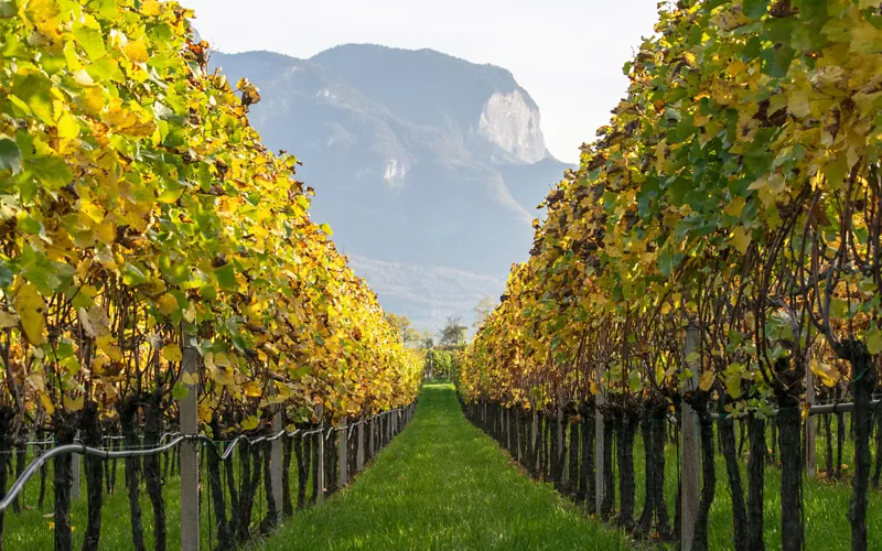 alto adige vendemmia