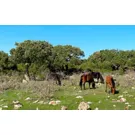 Der Garten der Insel: die Hochebene der Giare