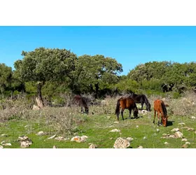 Der Garten der Insel: die Hochebene der Giare