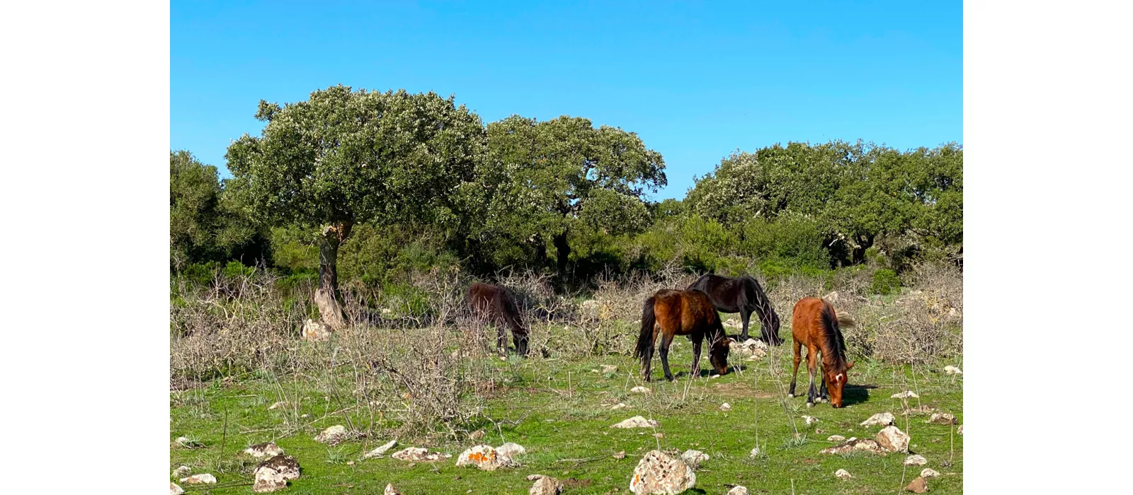 Le jardin de l'île : le plateau des Giare
