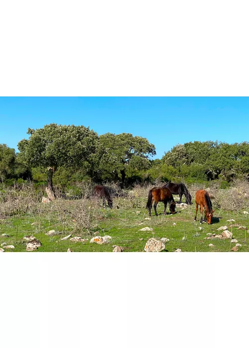 Il giardino dell’isola: l’altopiano delle Giare