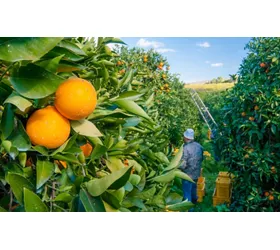 Sicilian red orange fruits