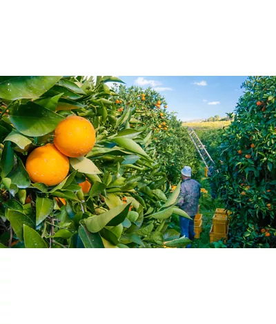 Sicilian red orange fruits