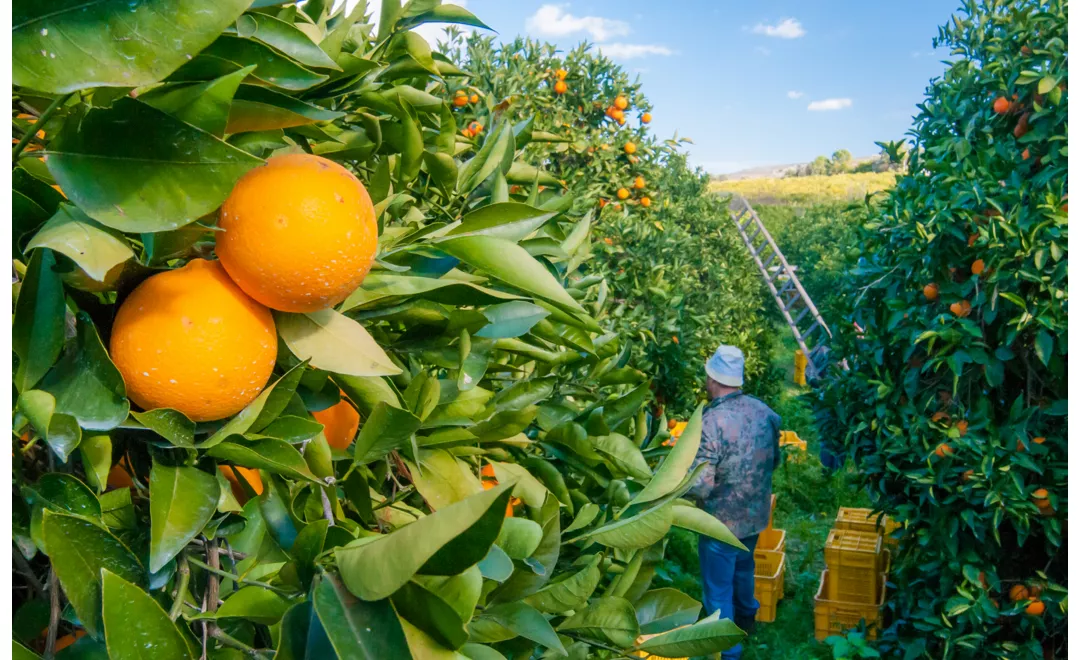 Sicilian red orange fruits