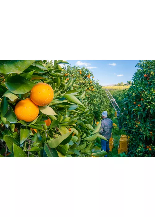 Sicilian red orange fruits