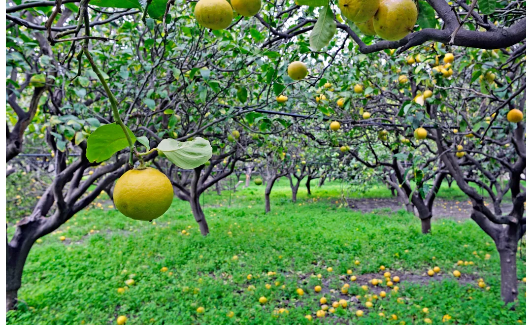 naranja amarga y bergamota 