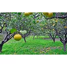 arancio amaro e bergamotto 
