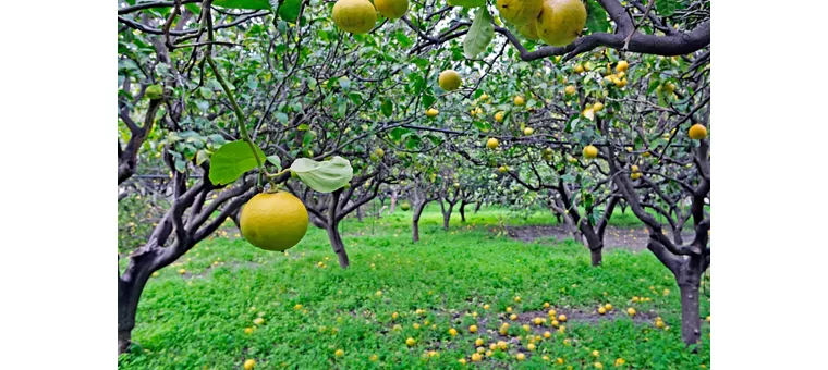 arancio amaro e bergamotto 
