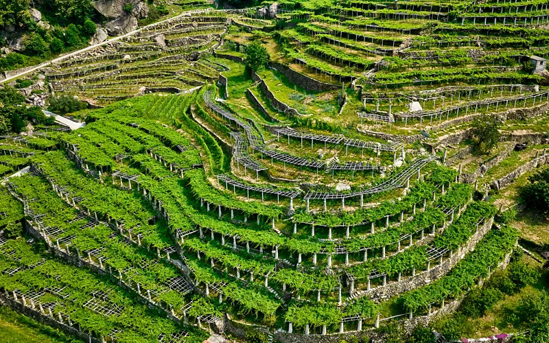 The architecture of the vineyards