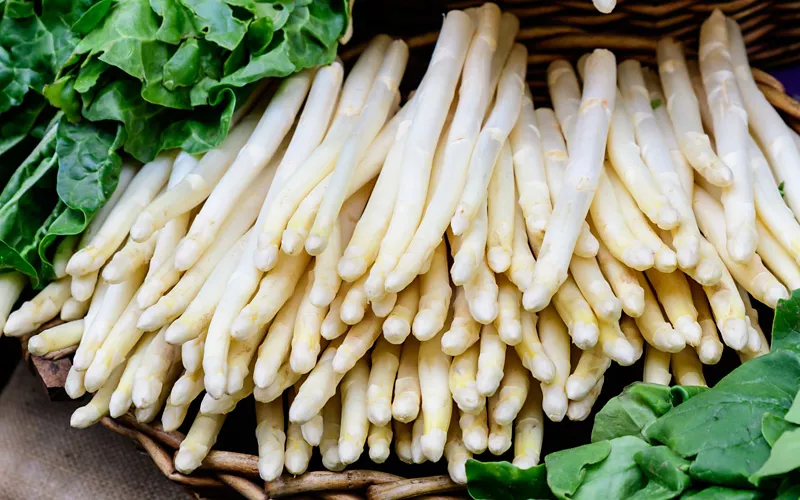 When does the white asparagus of Cimadolmo grow?