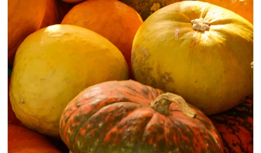 autumnia