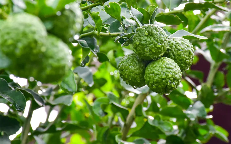 bergamot calabria 