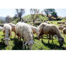 In Sicily, discovering the seals of rural biodiversity