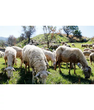 In Sicily, discovering the seals of rural biodiversity