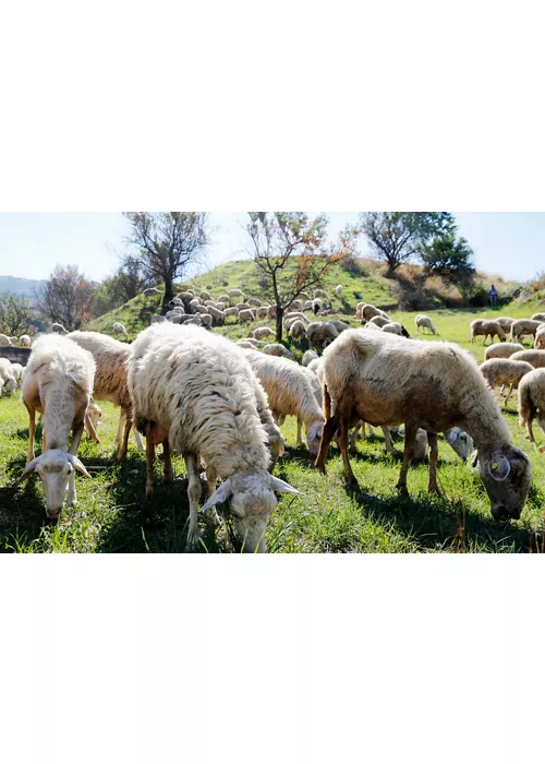 In Sicily, discovering the seals of rural biodiversity