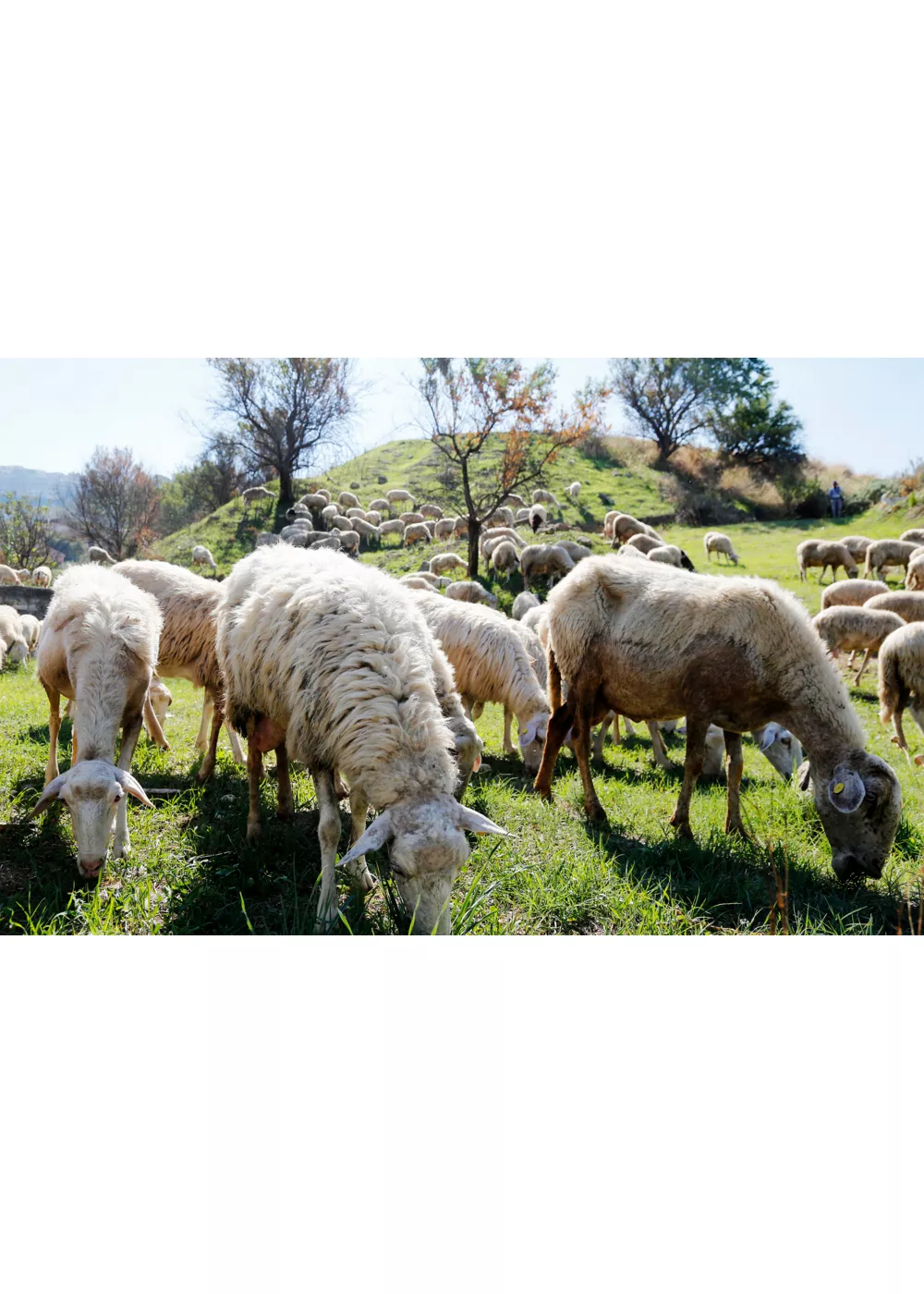 In Sicilia alla scoperta dei sigilli della biodiversità contadina