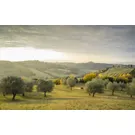 Tuscany's extra virgin olive oil villages