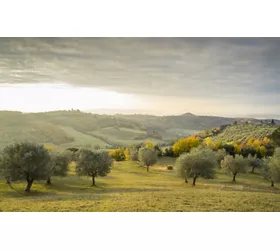 I borghi toscani dell’olio extravergine di oliva