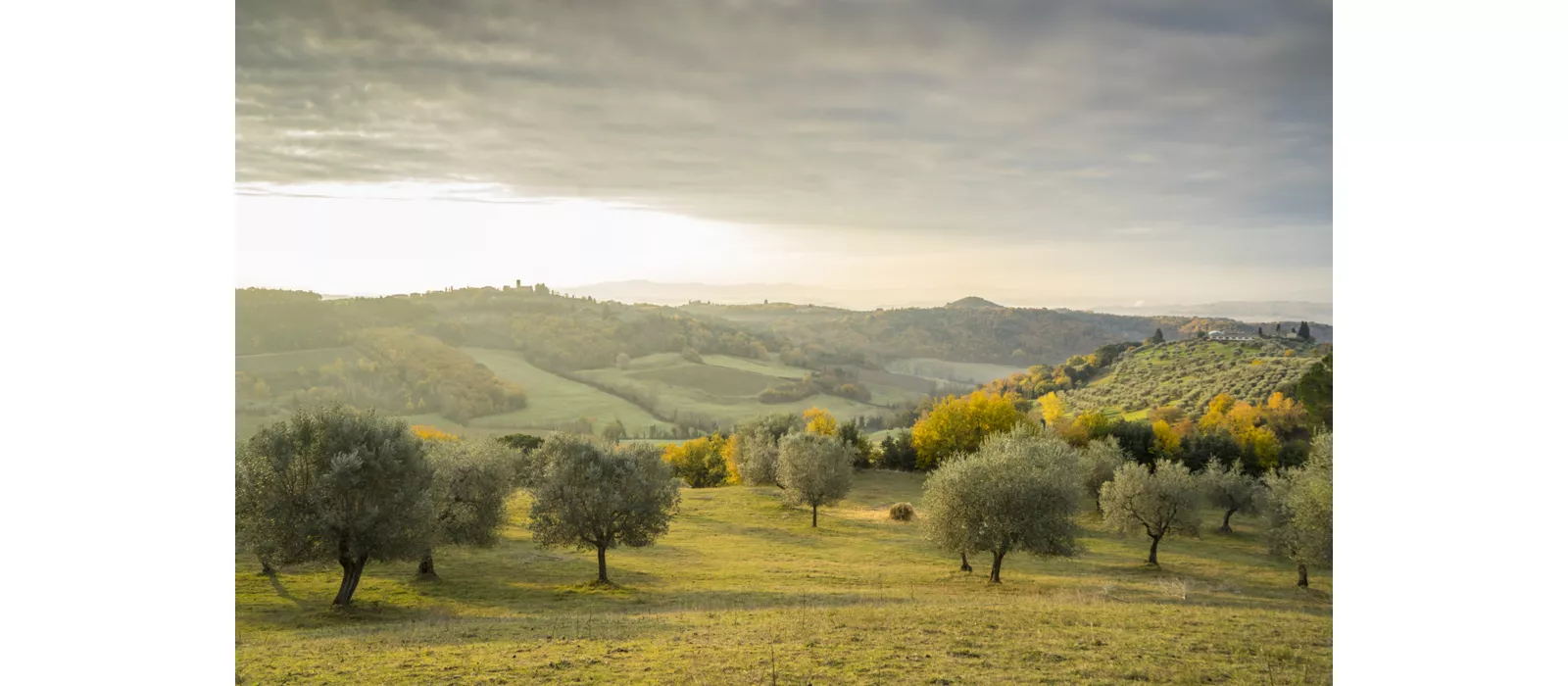 Tuscany's extra virgin olive oil villages