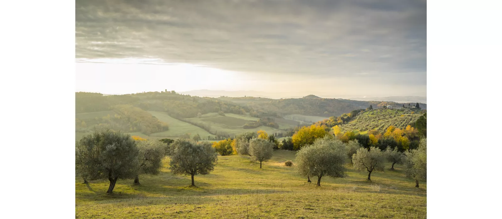 I borghi toscani dell’olio extravergine di oliva