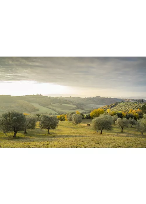 Tuscany's extra virgin olive oil villages