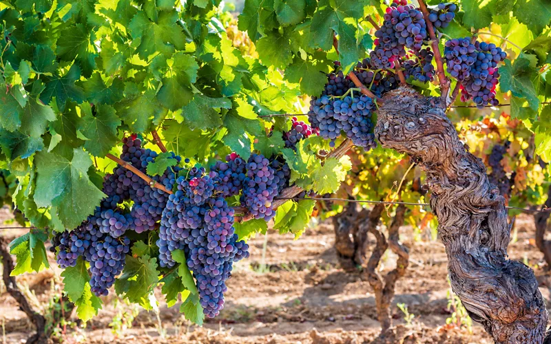 Cantina Argiolas, Serdiana in Sardinia