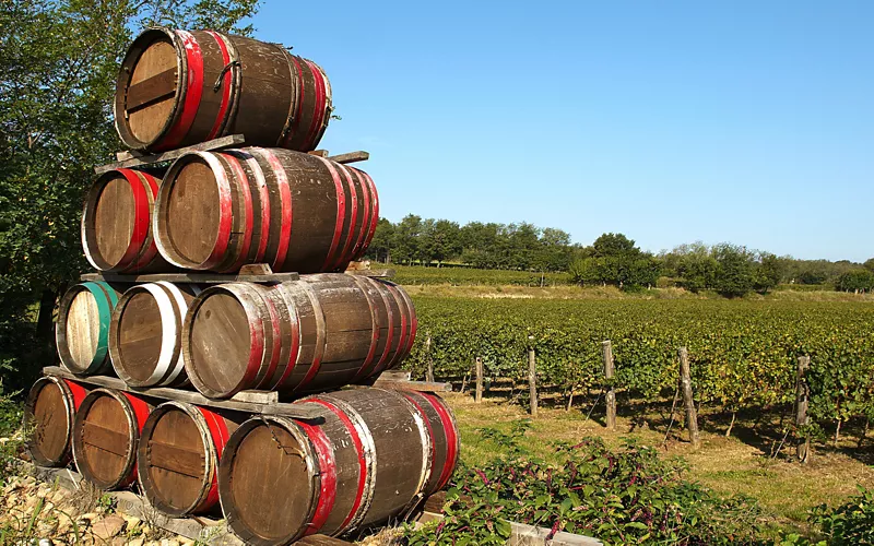 cantina vigna dorata in lombardia