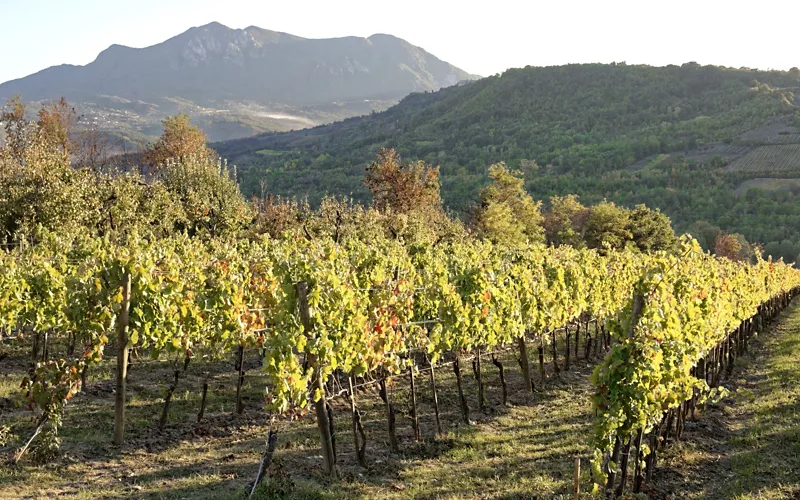 cantine aperte san martino in campania