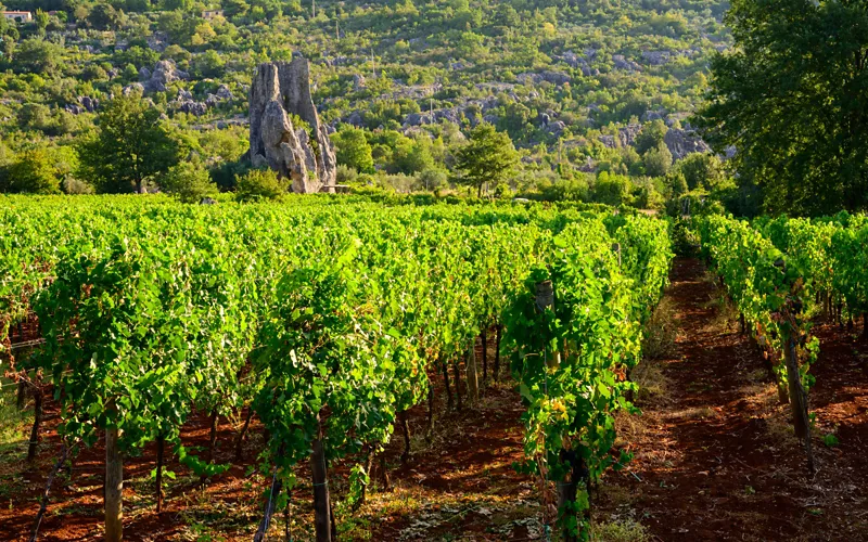 cantine aperte san martino in lazio