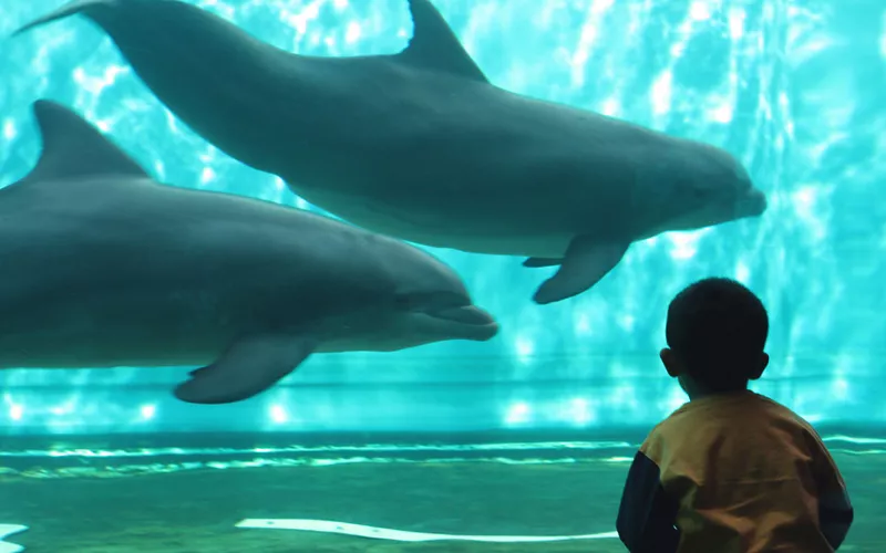 nochevieja en el acuario de génova