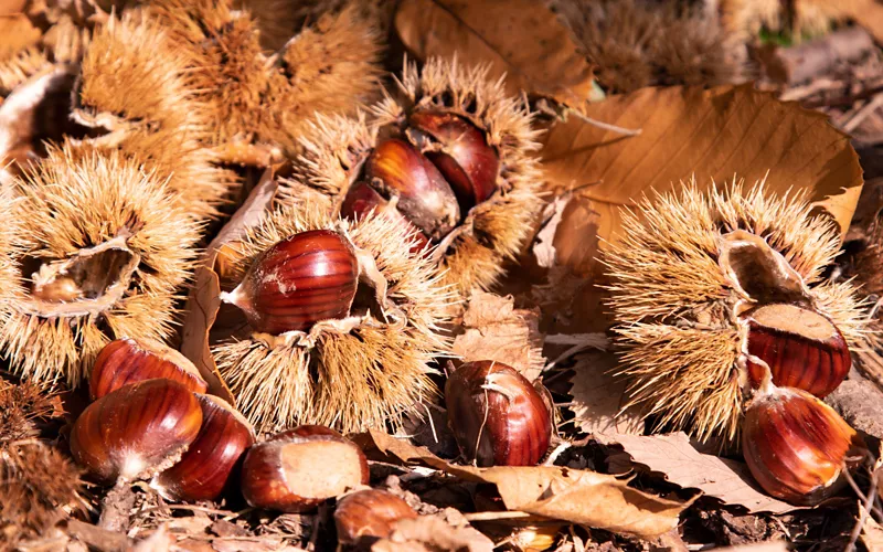 The late October chestnut festival