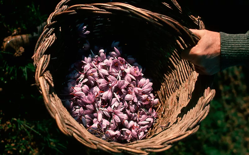 cesta de flores de azafrán