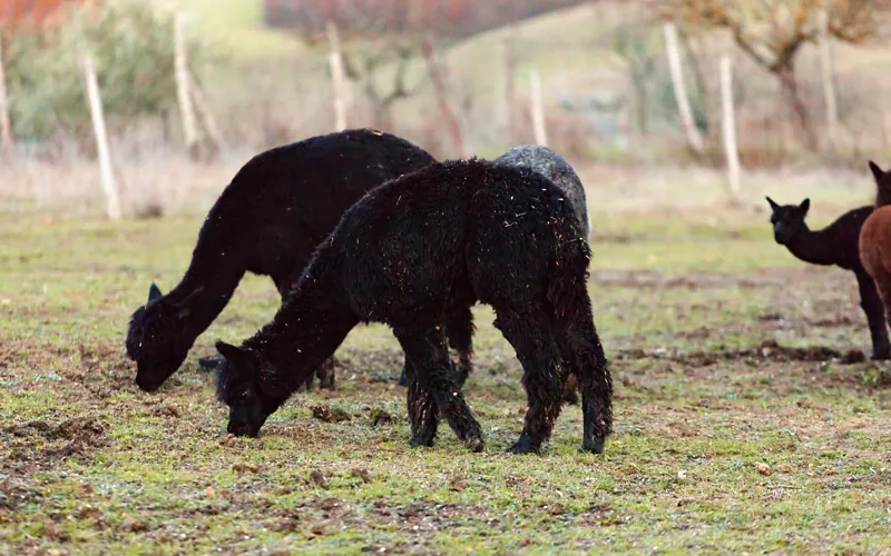 Central Italy: alpacas, centuries-old vineyards and forgotten fruits