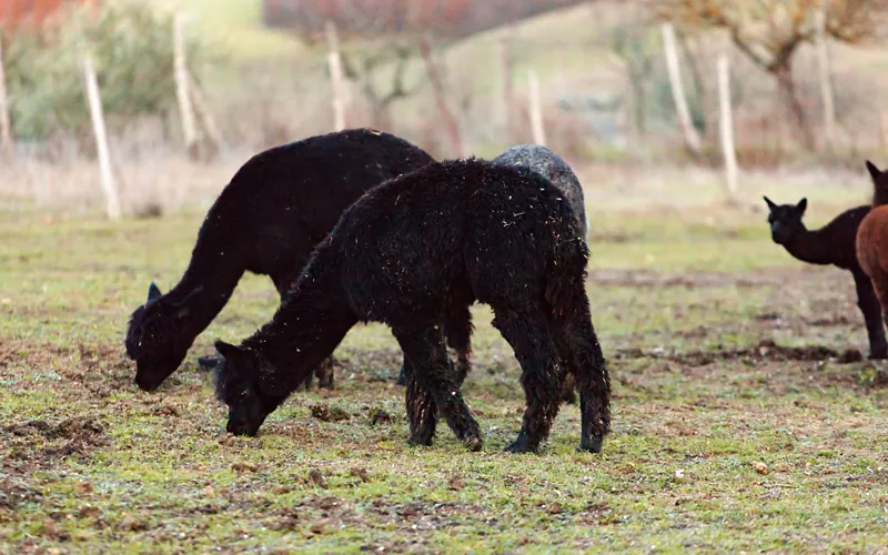 Al centro: alpacas, viñedos centenarios y frutos olvidados