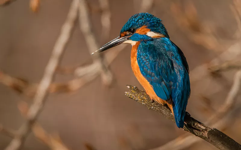 A kingfisher in a natural park