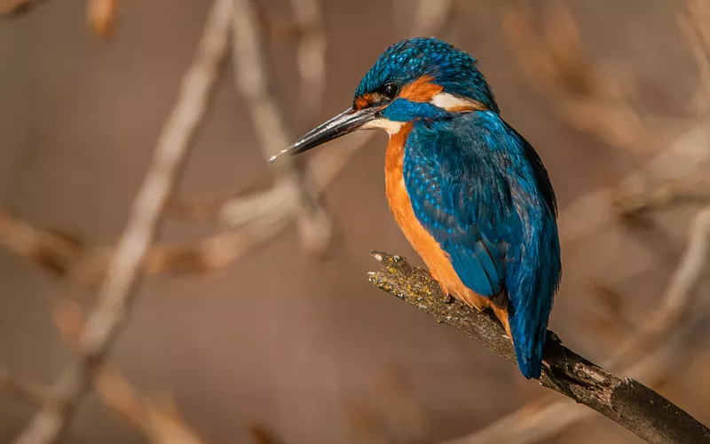 Un martin pescatore in un parco naturale