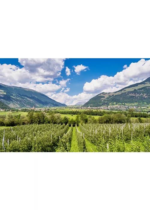 Saveurs de montagne le long de la piste cyclable du val Venosta