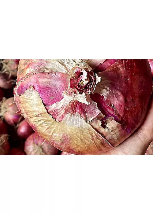 ¡La Dolcissima! Fiesta de la Cebolla Roja de Breme