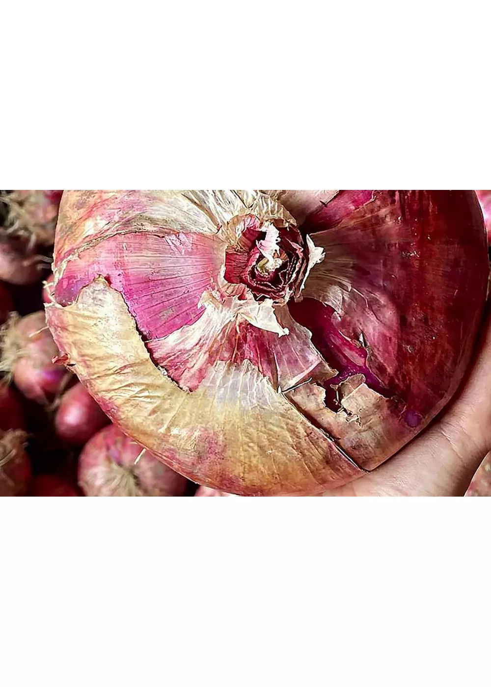 La Dolcissima! Festival da Cebola Vermelha de Breme