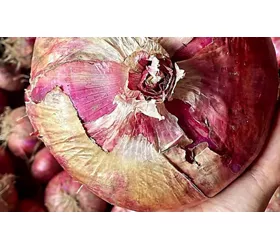 La Dolcissima! Sagra della Cipolla Rossa di Breme