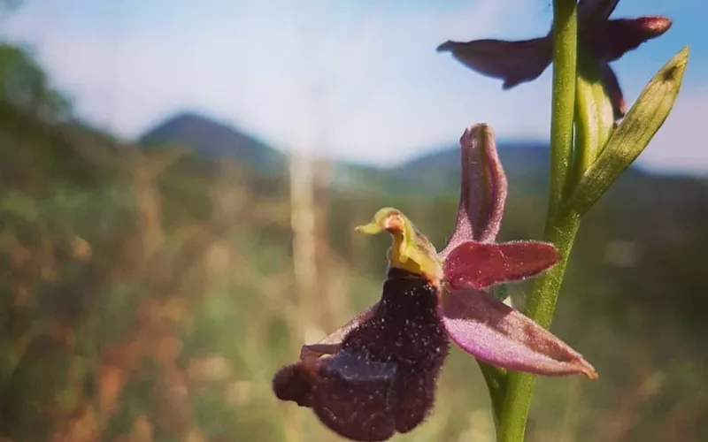 Las colinas Euganeas en primavera: orquídeas raras y observación de aves