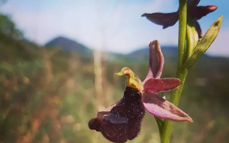 Les monts Euganéens au printemps : orchidées rares et observation des oiseaux