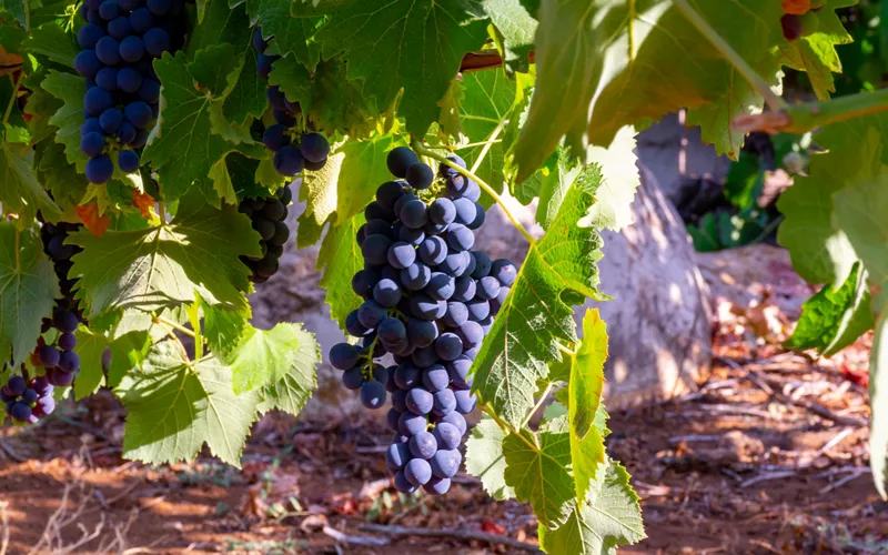 Essen in Cori: 5 Spezialitäten