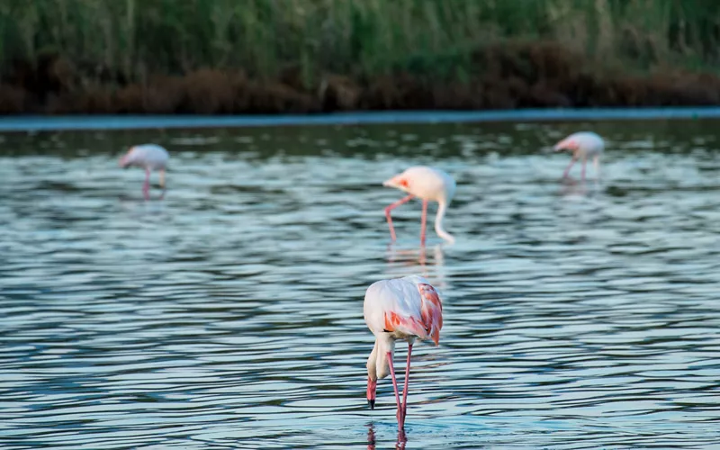 molentargius saline race