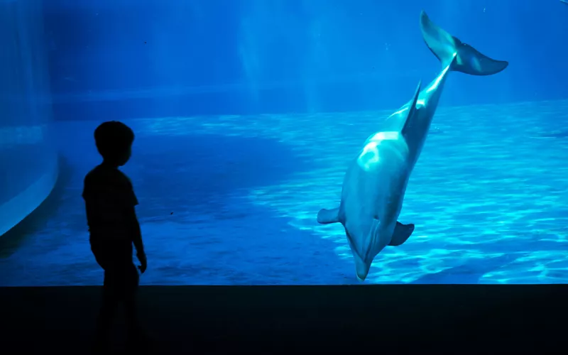 A child looking at a dolphin in the aquarium